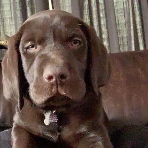 Meet your Posher, Brad